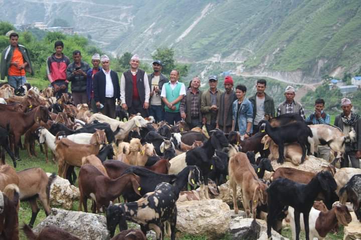 खत्याडका कृषकलाई बाख्रा